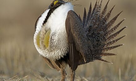This Obscure Grouse Will Make Driving More Expensive