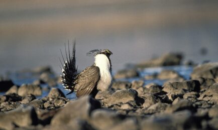 More Bad News For The Sage Grouse