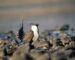 More Bad News For The Sage Grouse