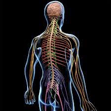 The Medical Mechanic