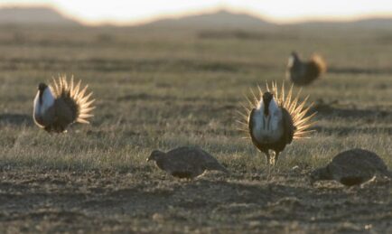 Is it goodbye to the Sage Grouse?