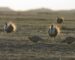 Is it goodbye to the Sage Grouse?