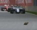 Hamilton wins Canadian GP but little critter is the star