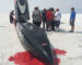 Mother Nature fails to stop the Ventura VBB-3
