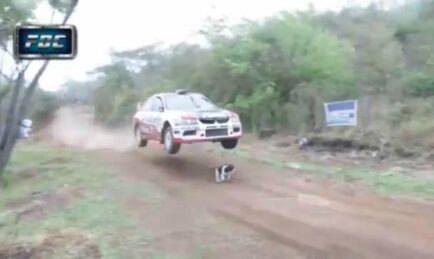 The World’s Luckiest Dog