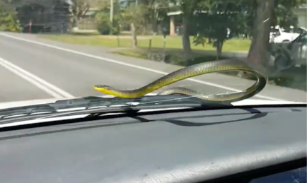 Snakes on a Car