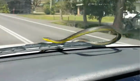 Snakes on a Car