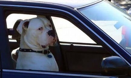 And the Worst Driver Award goes to…