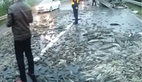 A Fishy Road Tale