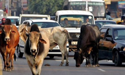 India says NO to Self-driving Cars