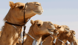 Botox’d Camels Banned from Beauty Contest