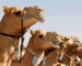 Botox’d Camels Banned from Beauty Contest