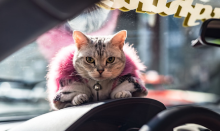 Meet Torako, the Lamborghini-Riding Cat