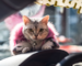 Meet Torako, the Lamborghini-Riding Cat