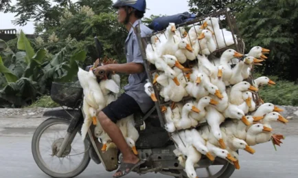 OVERLOAD! Magugulat ka sa kayang dalhin ng isang sasakyan.