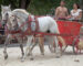 22 Weird Car Facts. Four of Them Involve Horses