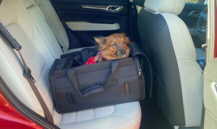 The Eight Best Car Seats For Dogs