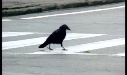 Why Did The Crow Die While Crossing The Road?