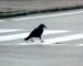 Why Did The Crow Die While Crossing The Road? Why Did The Crow Die While Crossing The Road?