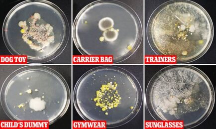 Sunglasses, Carrier Bags and Loose Change Breed Dangerous Bacteria When Left In Car
