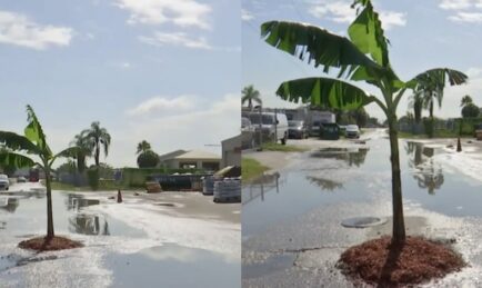 Geram Jalan Kerap Berlubang Teruk, Lelaki Ni Tanam Pokok Pisang.