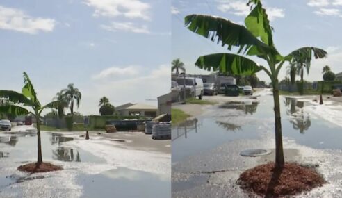 Geram Jalan Kerap Berlubang Teruk, Lelaki Ni Tanam Pokok Pisang.