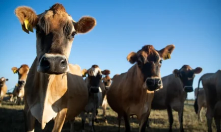 BMW Wants to Run EVs On Cow Poop