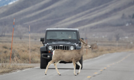 Study: Permanent Daylight Saving Could Reduce Car Accidents and Deer Deaths