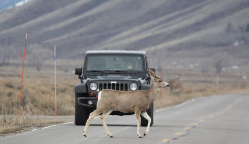 Study: Permanent Daylight Saving Could Reduce Car Accidents and Deer Deaths