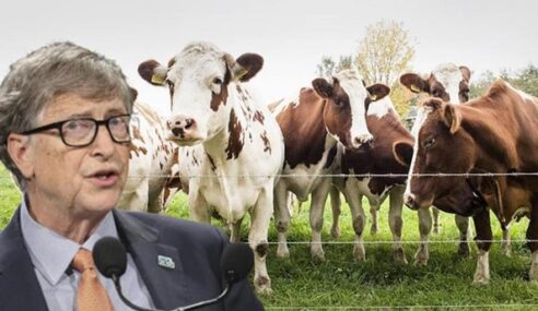 Bill Gates is Trying to Stop Cows Farting