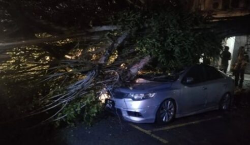 Mangsa Halang Bomba Alihkan Dahan Hempap Kereta Kerana Ingin Buat Tuntutan