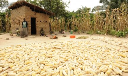 Is the Green Revolution Becoming a Little Fat?