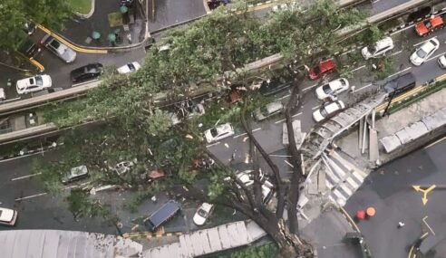 ISU POKOK TUMBANG. SEPATUTNYA POKOK TUA PATUT DITEBANG UNTUK ELAK MALAPETAKA.