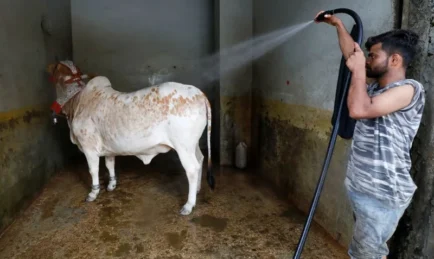 The Cow Wash is a Thing in Pakistan