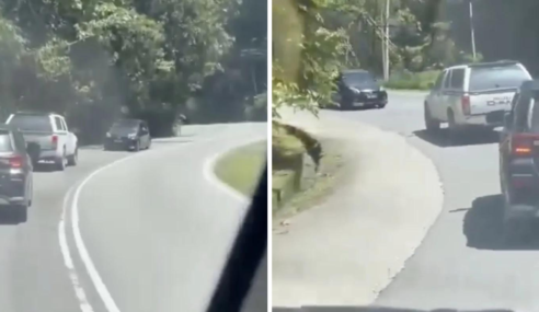 Myvi Expertly Drives in Reverse on Winding Backroad
