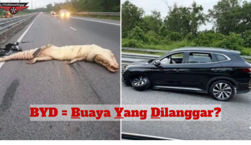BUAYA MATI DILANGGAR BYD SEALION 6 HYBRID.