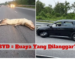 BUAYA MATI DILANGGAR BYD SEALION 6 HYBRID.