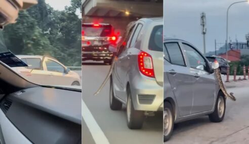 Axia Python: A Snake Casually Hitches A Ride Around KL